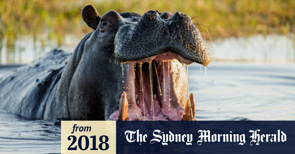 Tourist and fisherman mauled to death in hippo attacks in Kenya